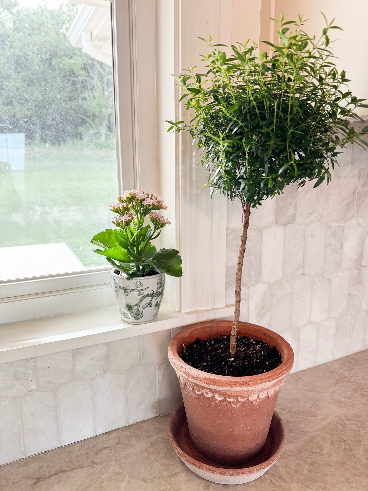 House plant + planter cuties // home decor // pots // Nancy Meyers // kitchen decor

#LTKHome #LTKSeasonal #LTKdayinmylife