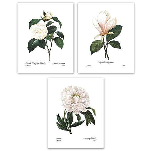 White Flower Art - 8x10 Inch French Botanical Prints, Redoute Illustrations, Set of 3 - Unframed | Amazon (US)