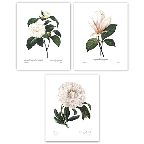 White Flower Art - 8x10 Inch French Botanical Prints, Redoute Illustrations, Set of 3 - Unframed | Amazon (US)