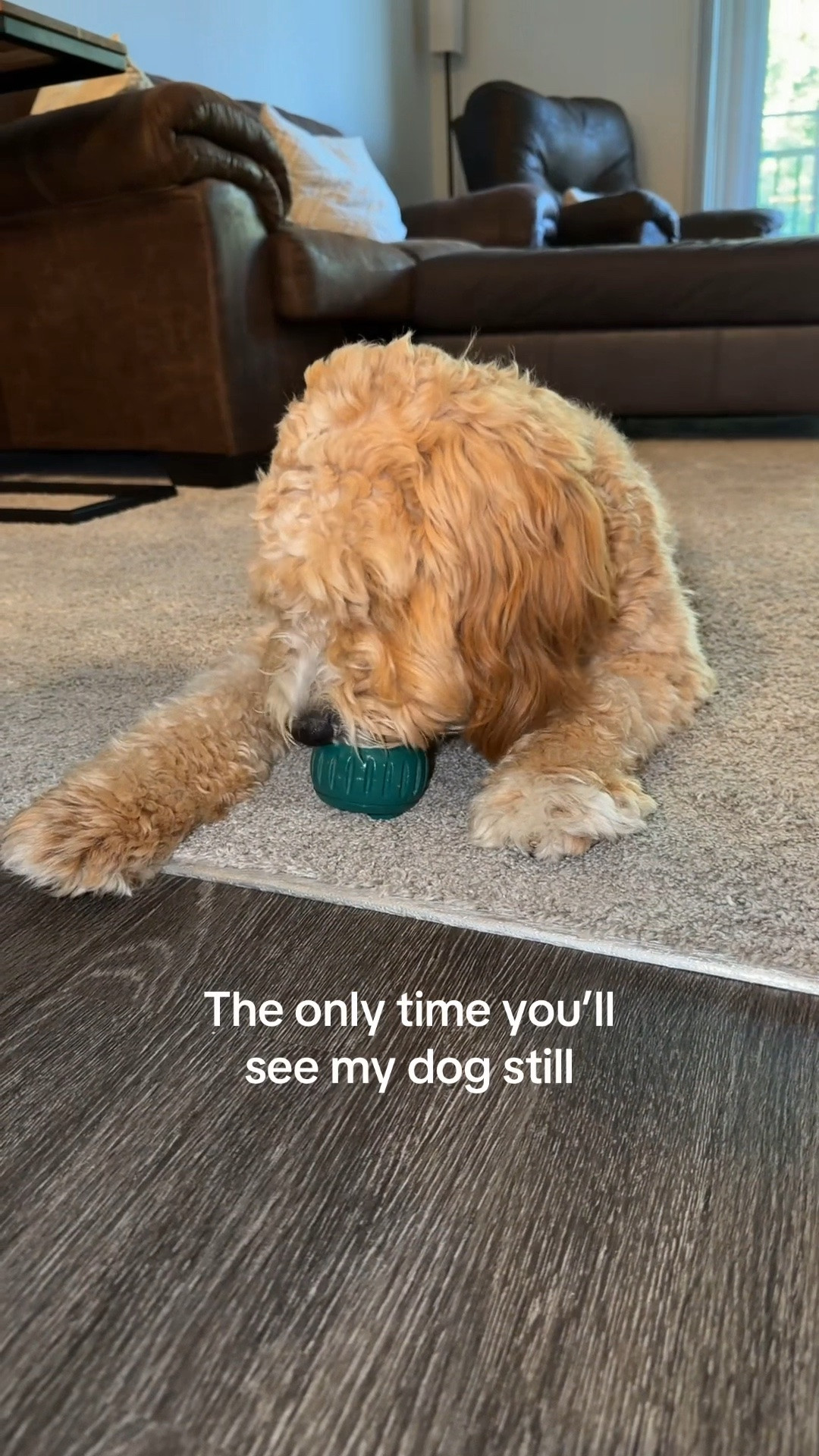 My favorite hack!! We use frozen pumpkin in Walter’s @Woof Pet Pupsicle every night and it keeps him busy and helps him wind down for the night

#LTKmomlife #LTKActive #LTKfoodie