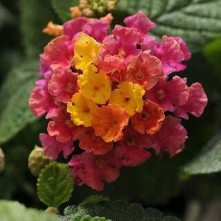 2.5 Qt. Little Lucky Hot Pink Lantana, Live Perennial Plant, Pink and Yellow Bloom Clusters | The Home Depot