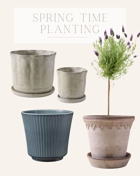 Ceramic planters and lavender topiary for the spring time planting 

#LTKHome #LTKSeasonal