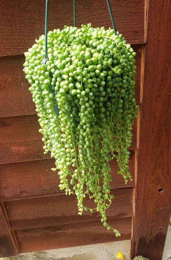 Extremely FULL and LONG  String of Pearls 6 Inch Hanging - Etsy | Etsy (US)