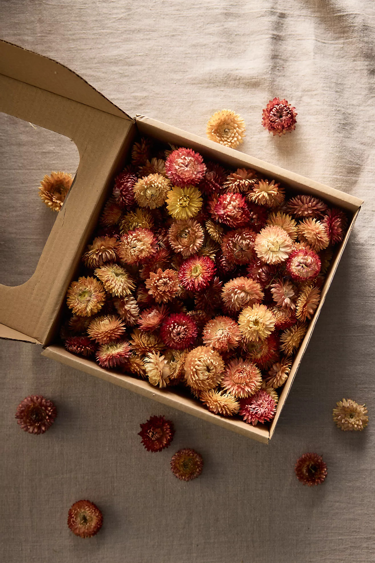 Decorative Helichrysum Blossoms | Anthropologie (US)