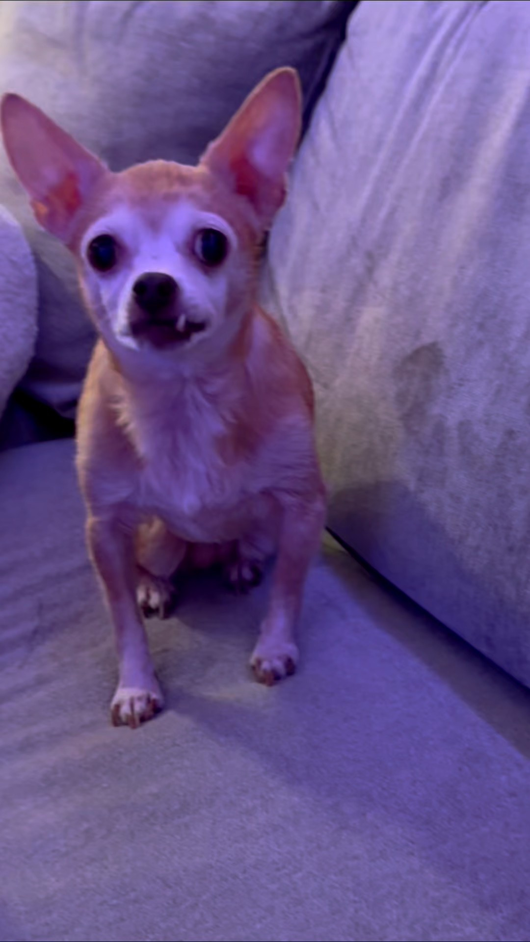 The One Tooth Wonder opens her Christmas presents… see what she gets! 

#LTKFindsUnder50 #LTKSeasonal #LTKGiftGuide