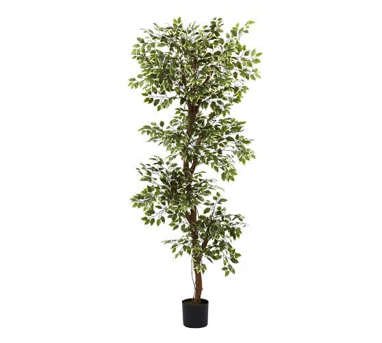 Faux Variegated Ficus Tree | Pottery Barn (US)