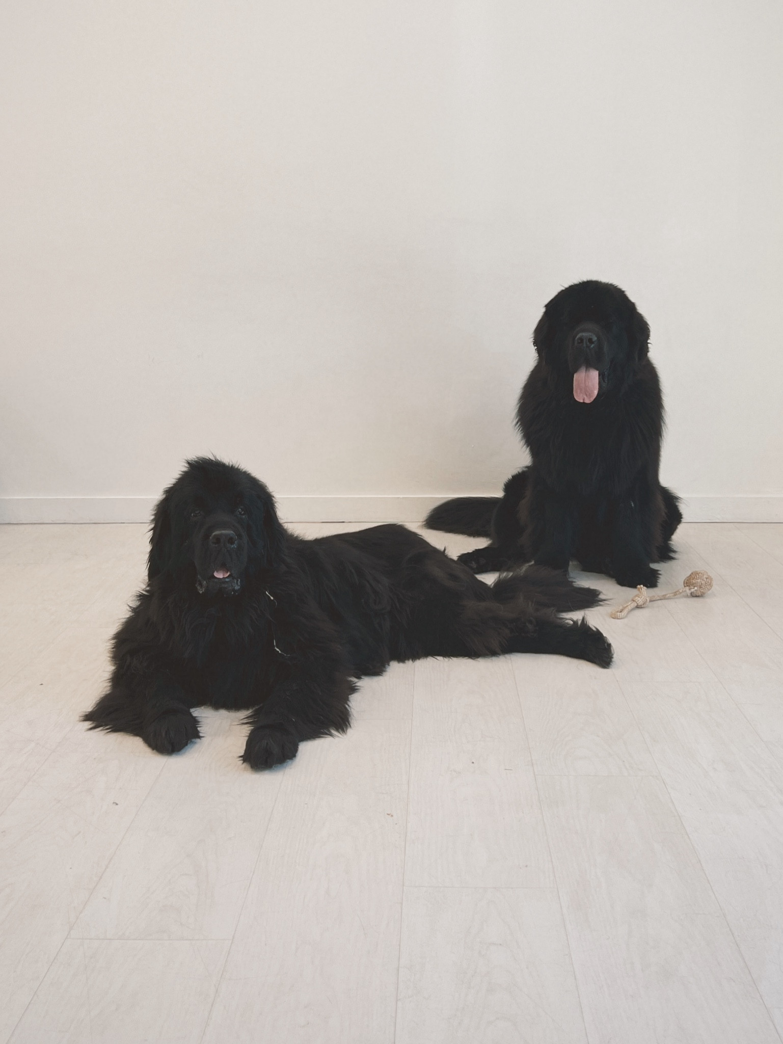 This months bear approved items 🤣🐻