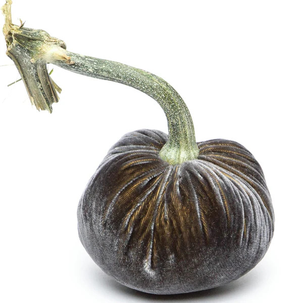 Graphite Silk Velvet Pumpkin | Hot Skwash