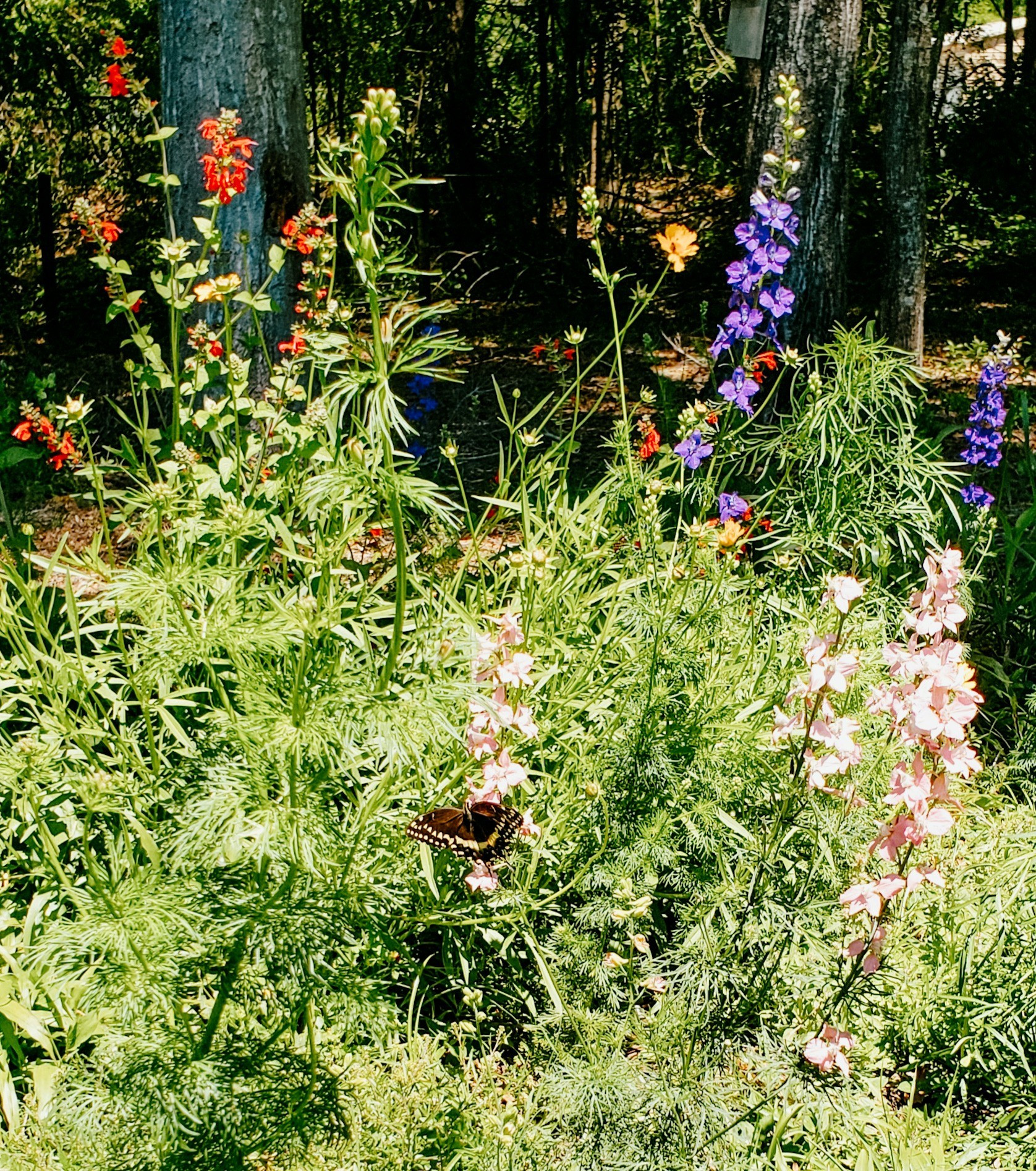 This spring, being your yard to life with a variety of wildflowers.#ltkgarden

#LTKSeasonal #LTKhome