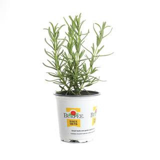3.5 in Simply Herbs Rosemary Plant (4-Pack) | The Home Depot