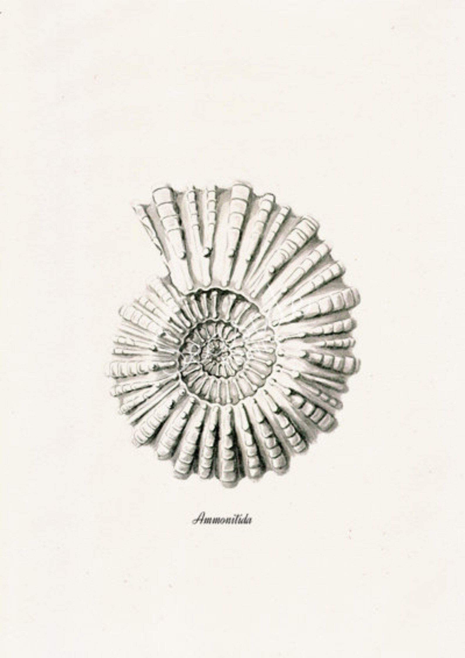 Grey Ammonitida- Sea life print -  seashells wall art home decor -A 4 print SAS211 | Etsy (US)