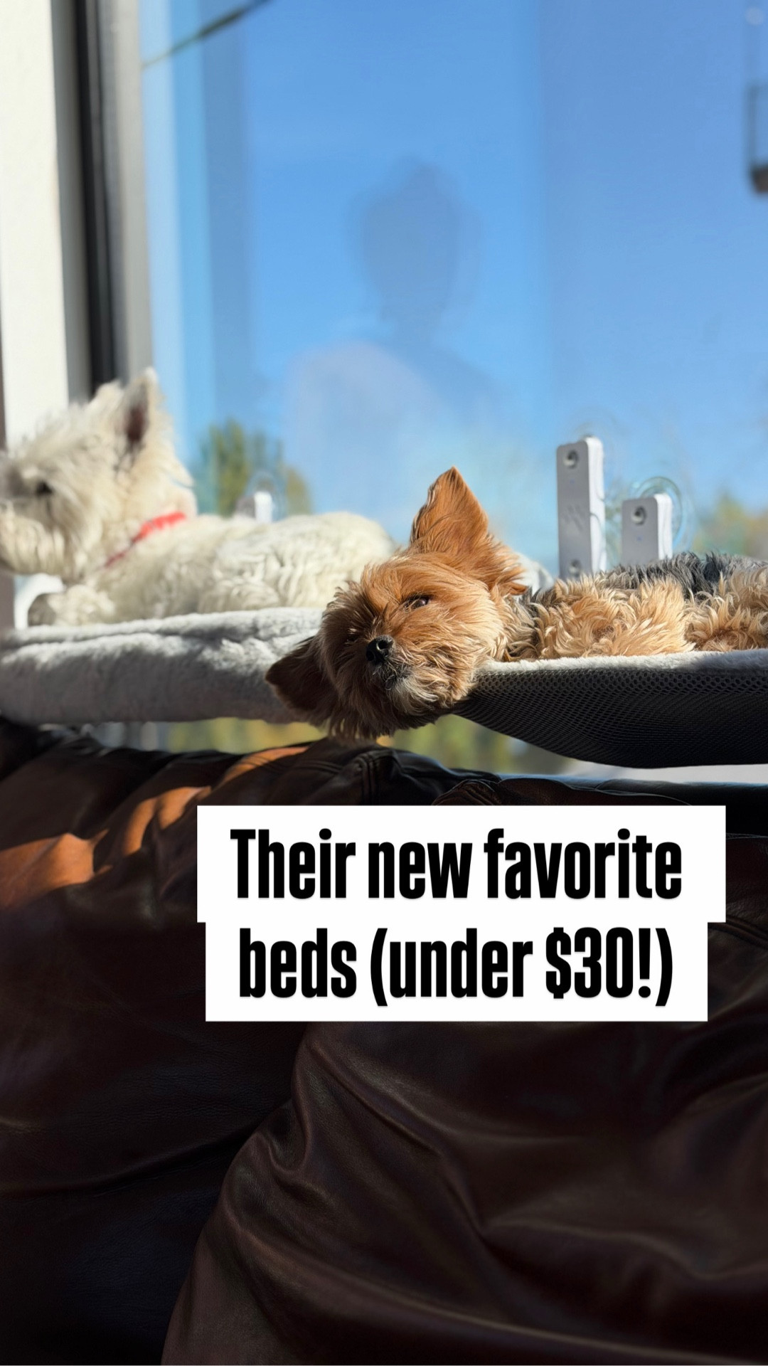 These cat perches have rapidly become our dogs’ favorite beds 😂

They support up to 40lbs which makes them perfect for little pups 🐶 who like to see what is happening in the neighborhood and slumber in the sun. 

I’d love to hear if you little pups love these too! 

#LTKGiftGuide #LTKPets #LTKU
