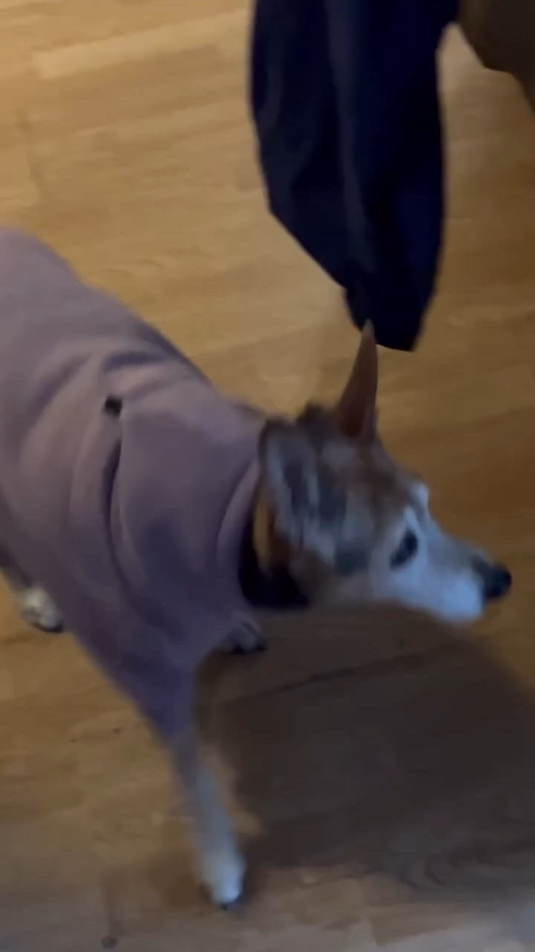 She wearing the You Matter Paw Hoodie in the color Orchid and she wearing the size L she weighs about 28 pounds. 

Link is in bio + discount code STARLYN to save at checkout out. 
@comfrt 

#comfrt #doghoodie #cozy #fyp #content