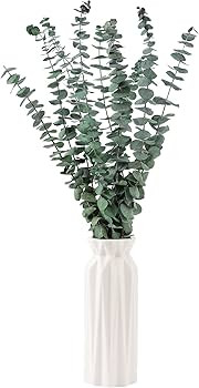 10 Pcs Dried Eucalyptus Stems 17" Real Eucalyptus for Shower Hanging 100% Made from Fresh Eucalyp... | Amazon (US)