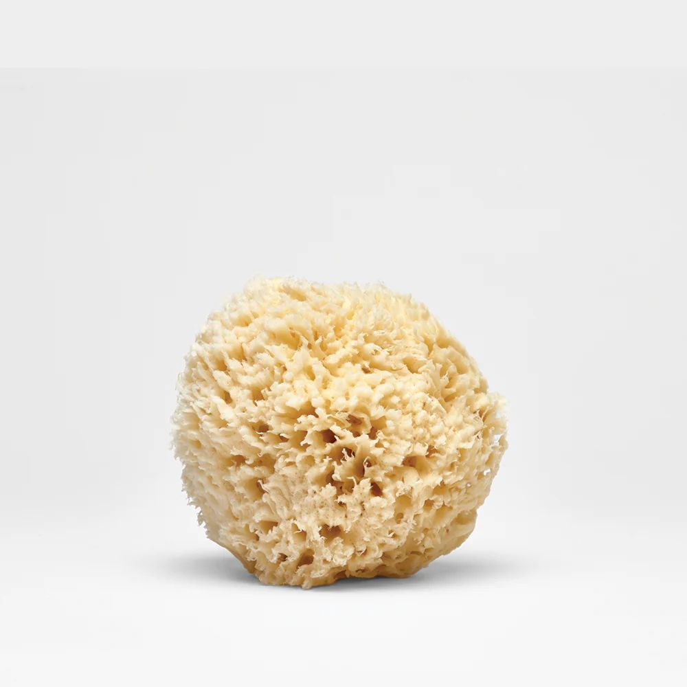 Natural Sea Wool Sponge | Lather