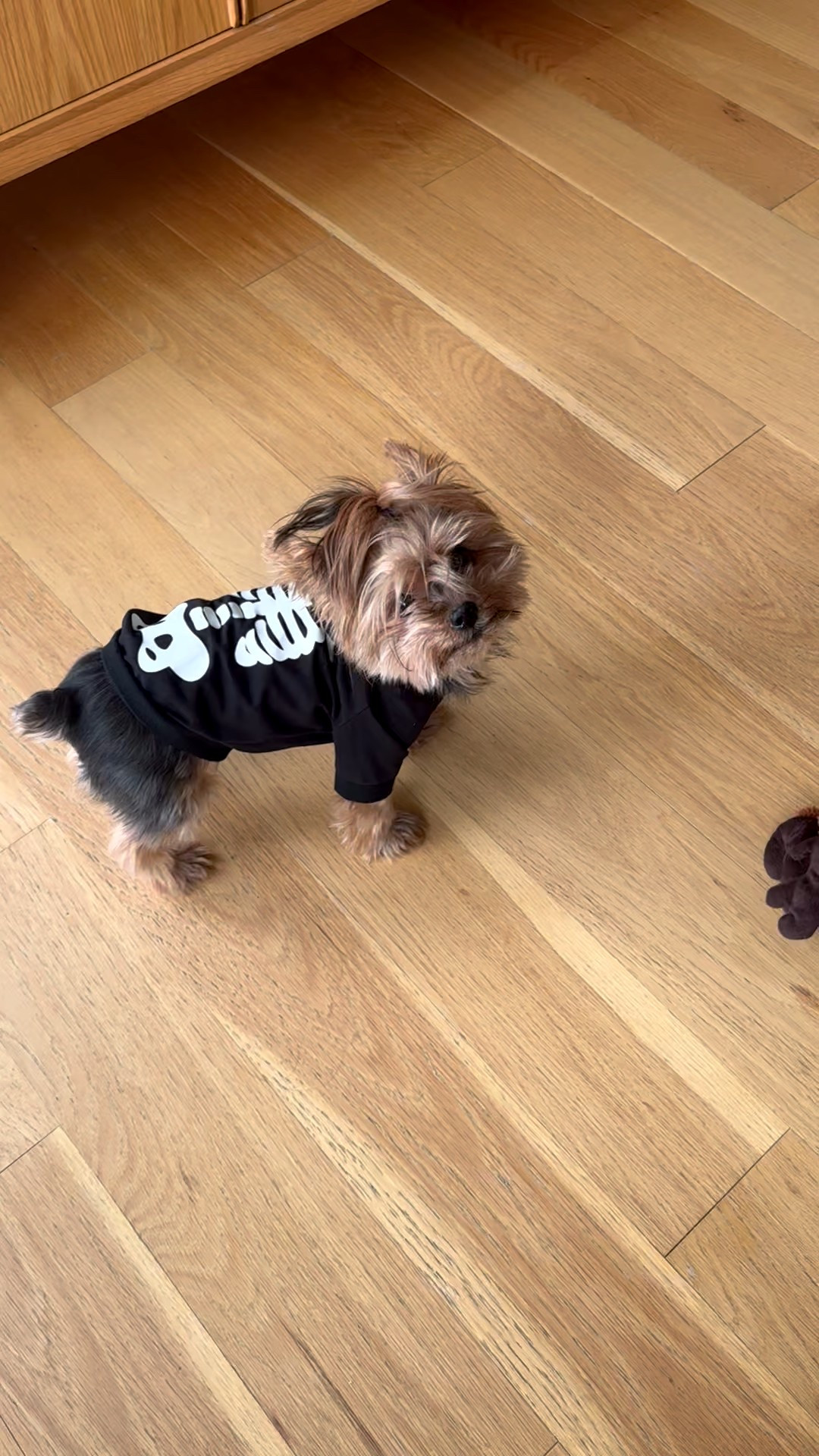 Skeleton onesie for your fur baby and it GLOWS IN THE DARK

Dog clothes dog Halloween costume 

#LTKHalloween #LTKPets #LTKSeasonal