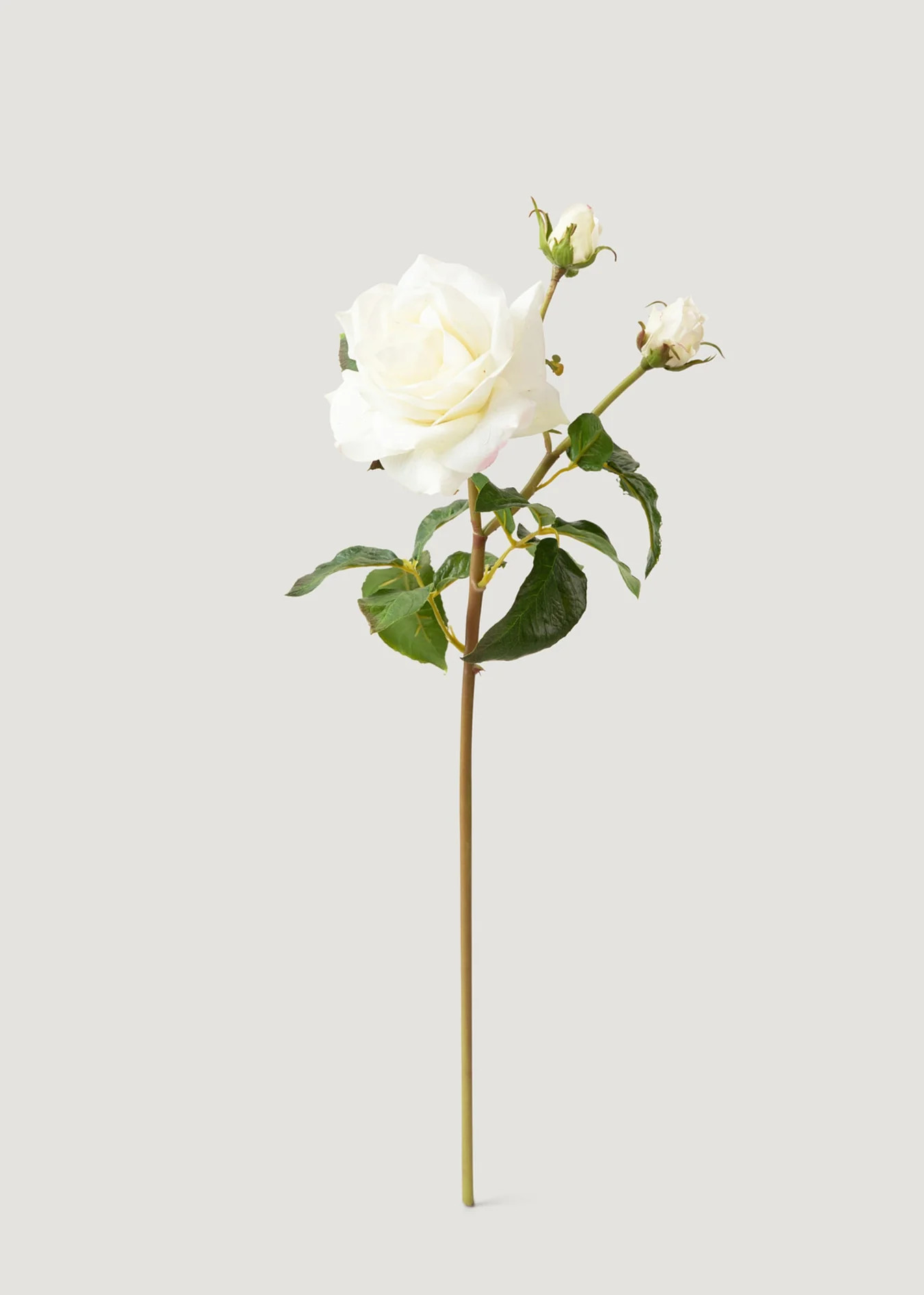 Cream White Juliet English Rose | Real Touch Flowers | Afloral | Afloral