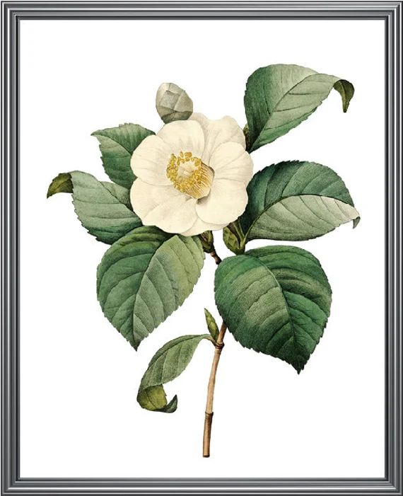 Digital Flower Art Printable White Camellia Vintage | Etsy | Etsy (US)