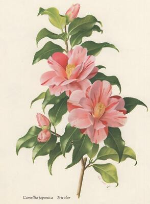 Camellia Japonica Tricolor Flower Paul Jones Original Lithograph 1956 | eBay US