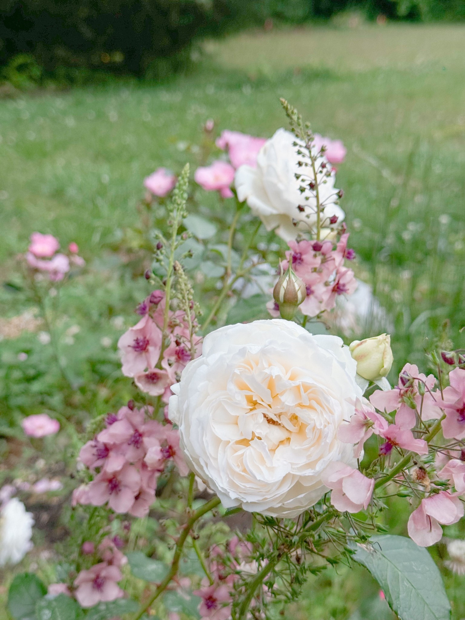 Verbascum makes the perfect companion plant for roses!! 

#LTKspringtrends #LTKSpringSale #LTKspring