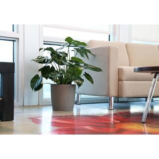 Costa Farms 10 in. Monstera in Paradise Planter-CO.3.PM10.PARWHT - The Home Depot | The Home Depot