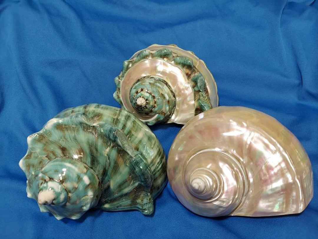 Turbo Marmoratus Polished, Ring and Pearl 5 1/2 Inch Size - Etsy | Etsy (US)