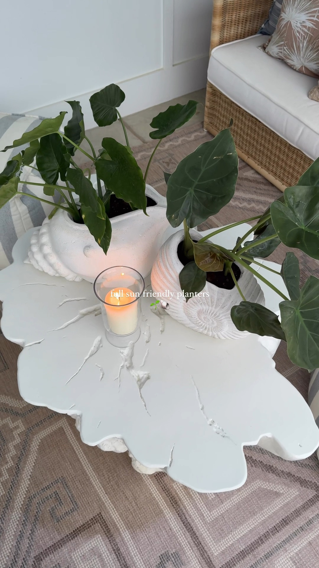 full sun friendly plants with zero maintenance: alocasia accent plant 🌱 | these little tropical plants love sun and don’t need much water, grow new leaves like crazy! -love them in these seashell planters 🐚

#fullsunplants #tropicalplants #backyard #backyarddesign #outdoorliving #gardening #serenaandlily #outdoorfurniture 

#LTKStyleTip #LTKHome #LTKSeasonal