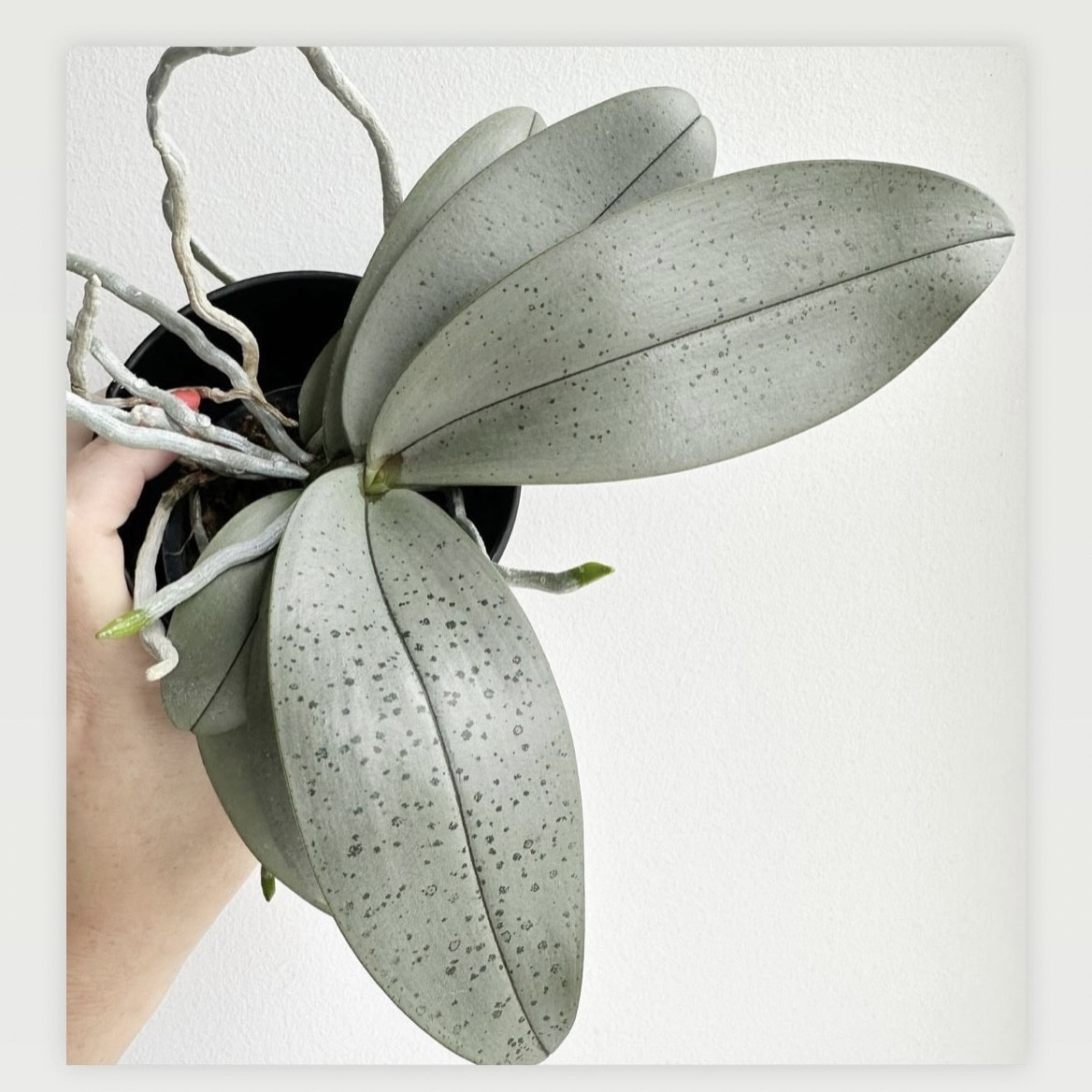 Bronze maiden orchid #ltkplants #plants #plantdecor 

#LTKSpringSale