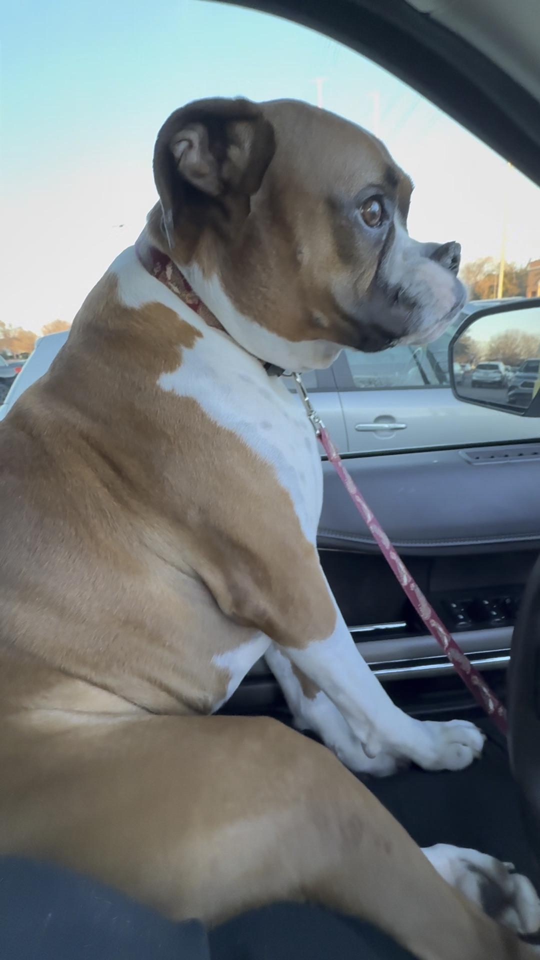 My boxer, Bruno, still thinks he weighs 15 pounds. He missed me and had to try to sit next to me when I got back in the car. 

Who else’s dog thinks they’re still a puppy when they weight at least 80 pounds🤣

#LTKActive #LTKFamily #LTKWatchNow