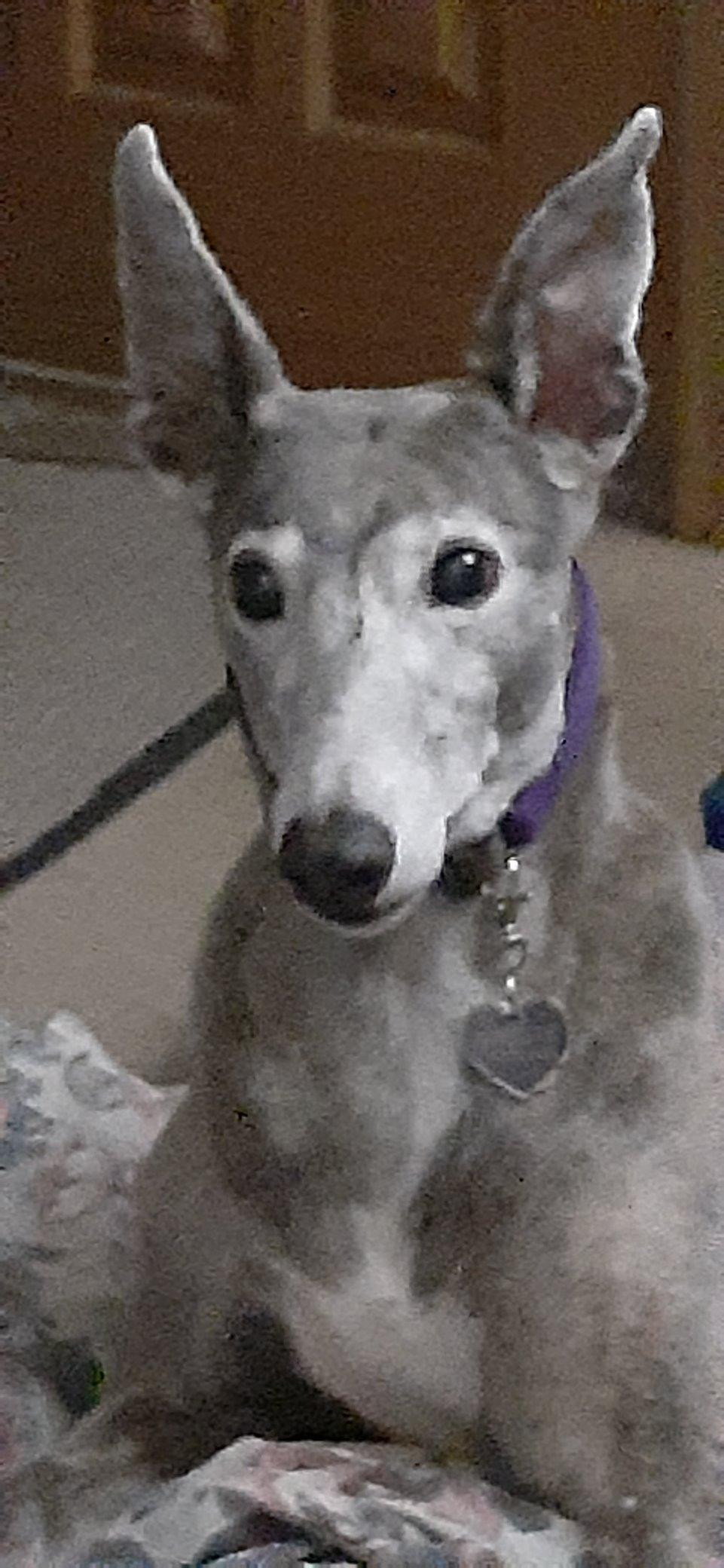 VetriScience Extra Strength Healthy Hip & Joint Chews, GlycoFlex 3, Glucosamine, Green-Lipped Mus... | Amazon (US)