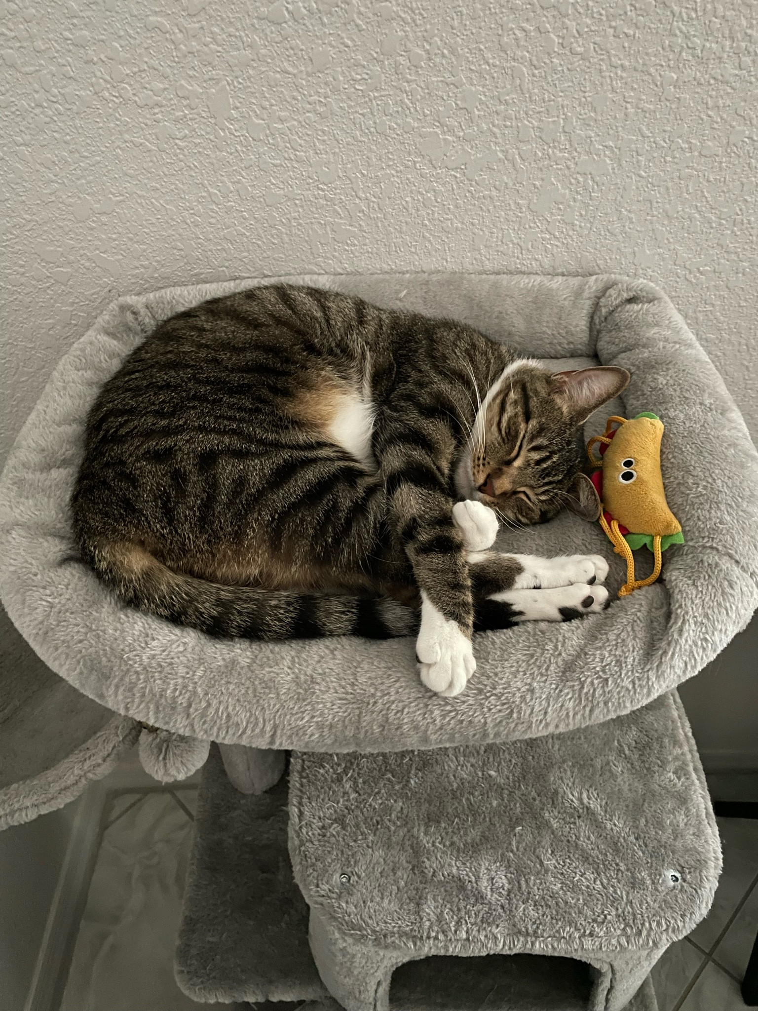 Smaller and more affordable cat tree! 😻 had this one for a while and it’s been holding up great! Currently on sale 💗

cat tree, cat supplies, cat bed, cat finds, amazon pets, amazon cat finds



#LTKHome #LTKFindsUnder100 #LTKU