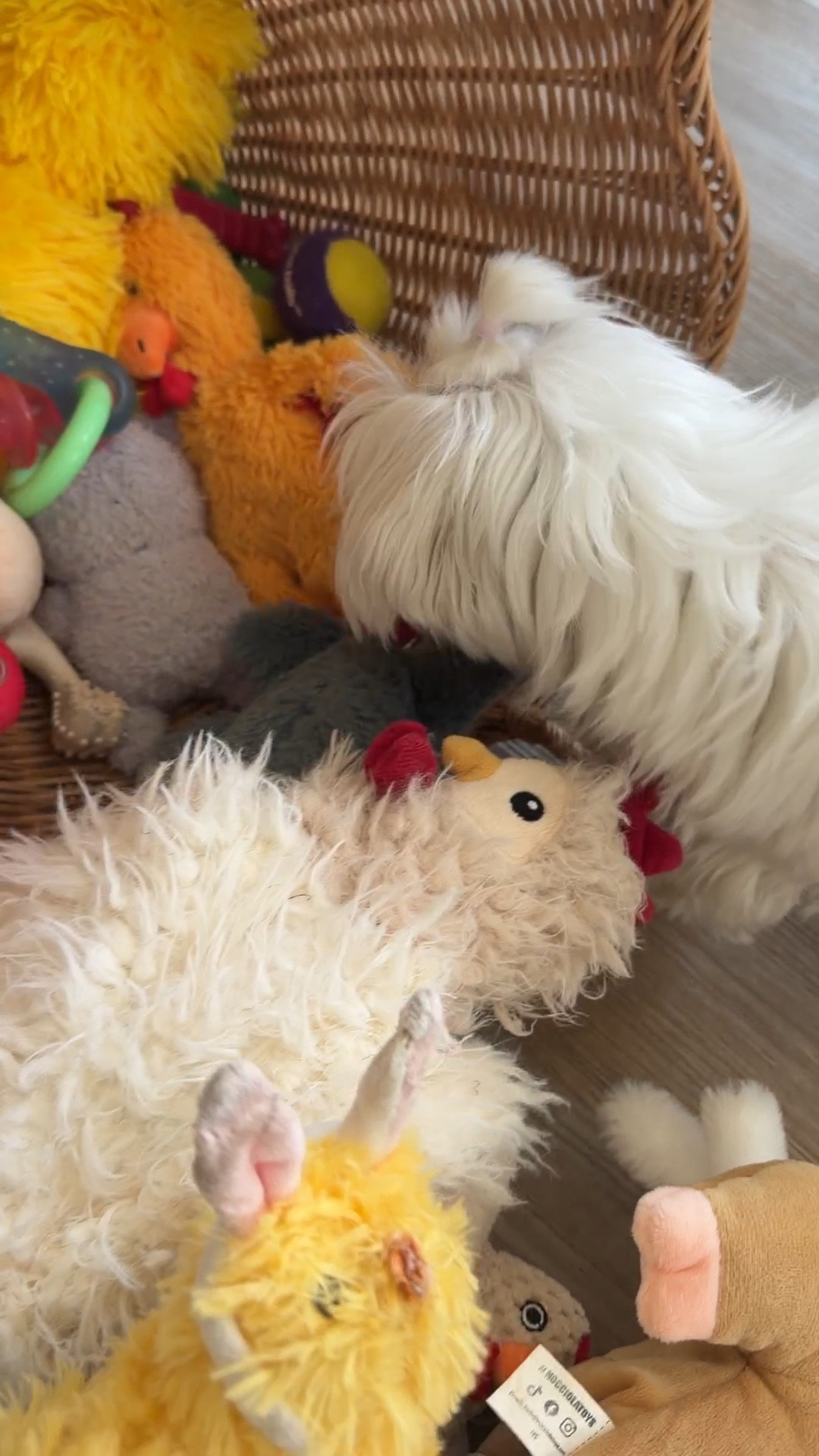 Boo only likes one too. Coco loves them all. This basket holds them all 

#LTKdayinmylife #LTKOver40