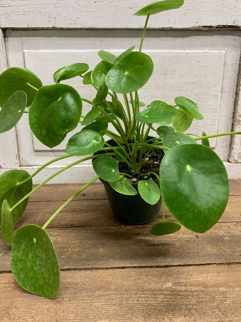 Pilea peperomioides | 'Chinese Money Plant'  |  Live Plant 4" Pot | Etsy (US)