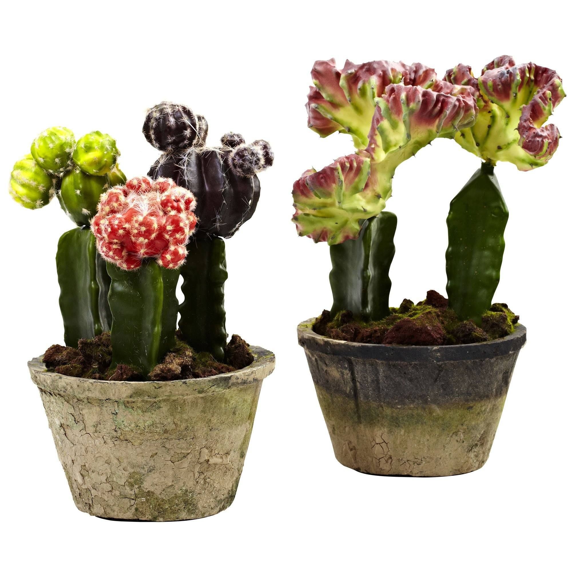 Colorful Cactus Gardens (Set of 2) | Nearly Natural | Nearly Natural