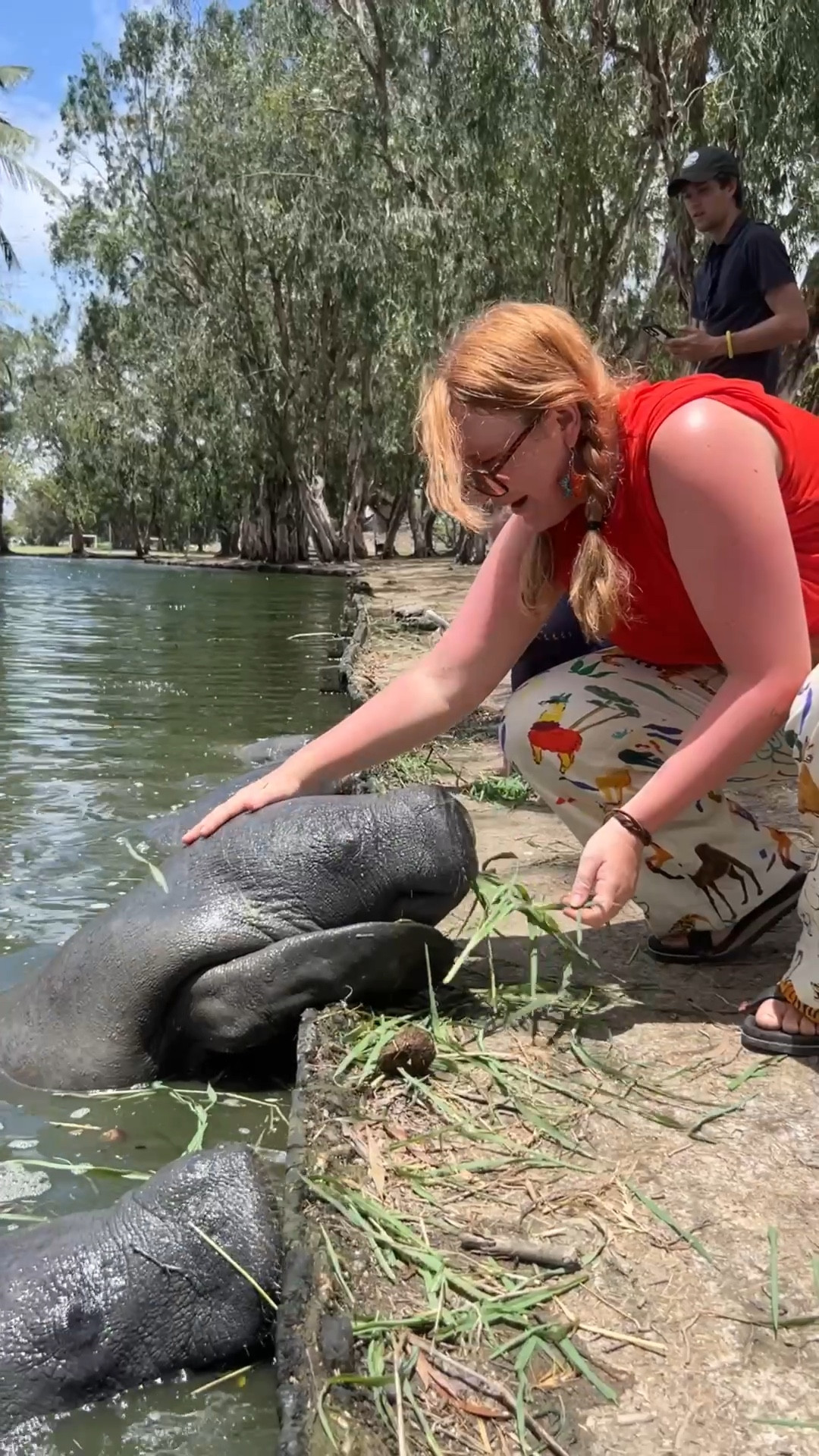 Petting manatees and Guyana was a bucket list experience it is allowed in this Park don't worry I wore my really fun pants from Sézane paired with a red T-shirt and might go to orange sunglasses #sezane #guyana #travel #colorful 

#LTKTravel #LTKMidsize