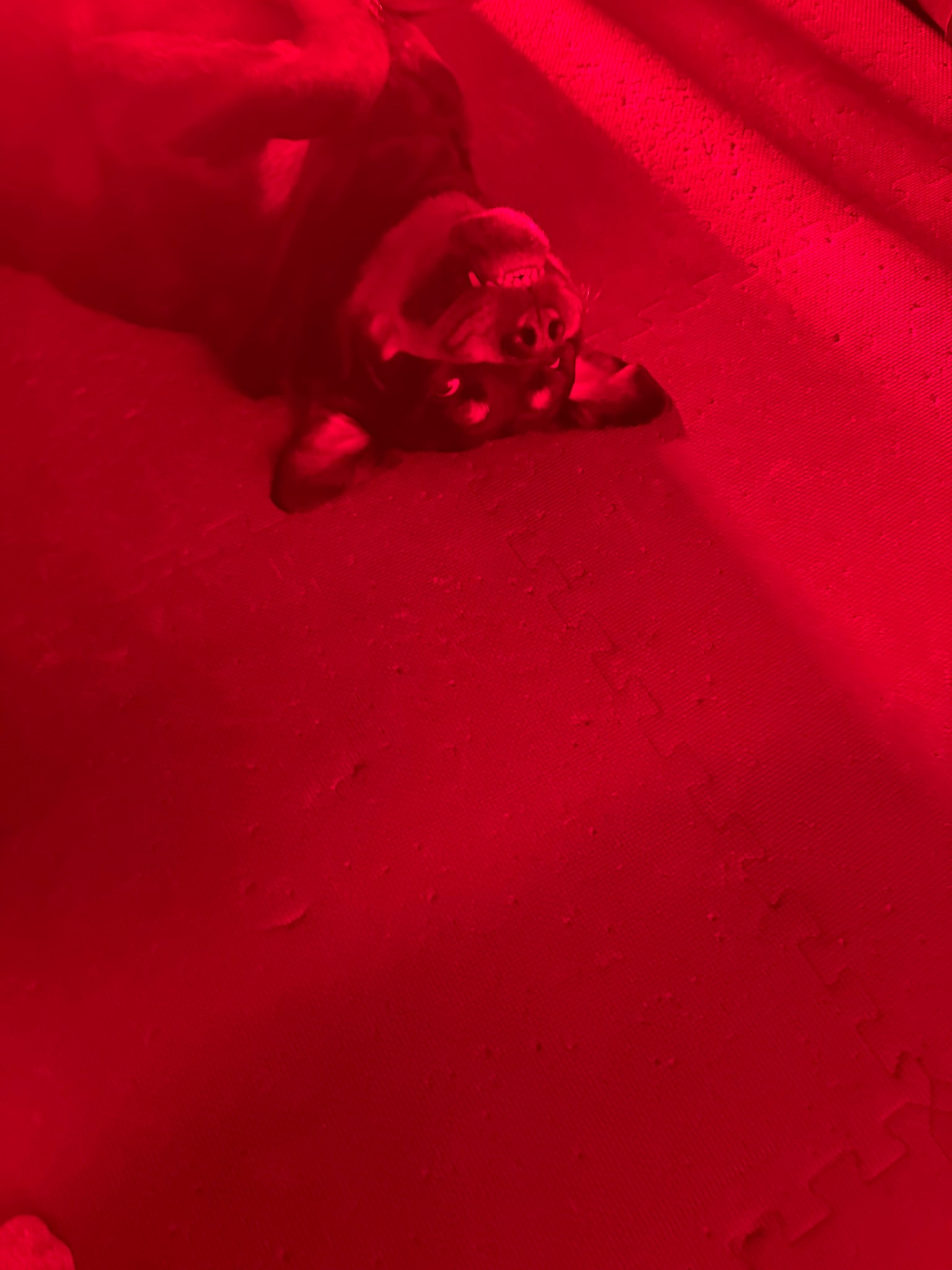 Rue’s red light is ON SALE!

#LTKGiftGuide #LTKHoliday #LTKCyberWeek