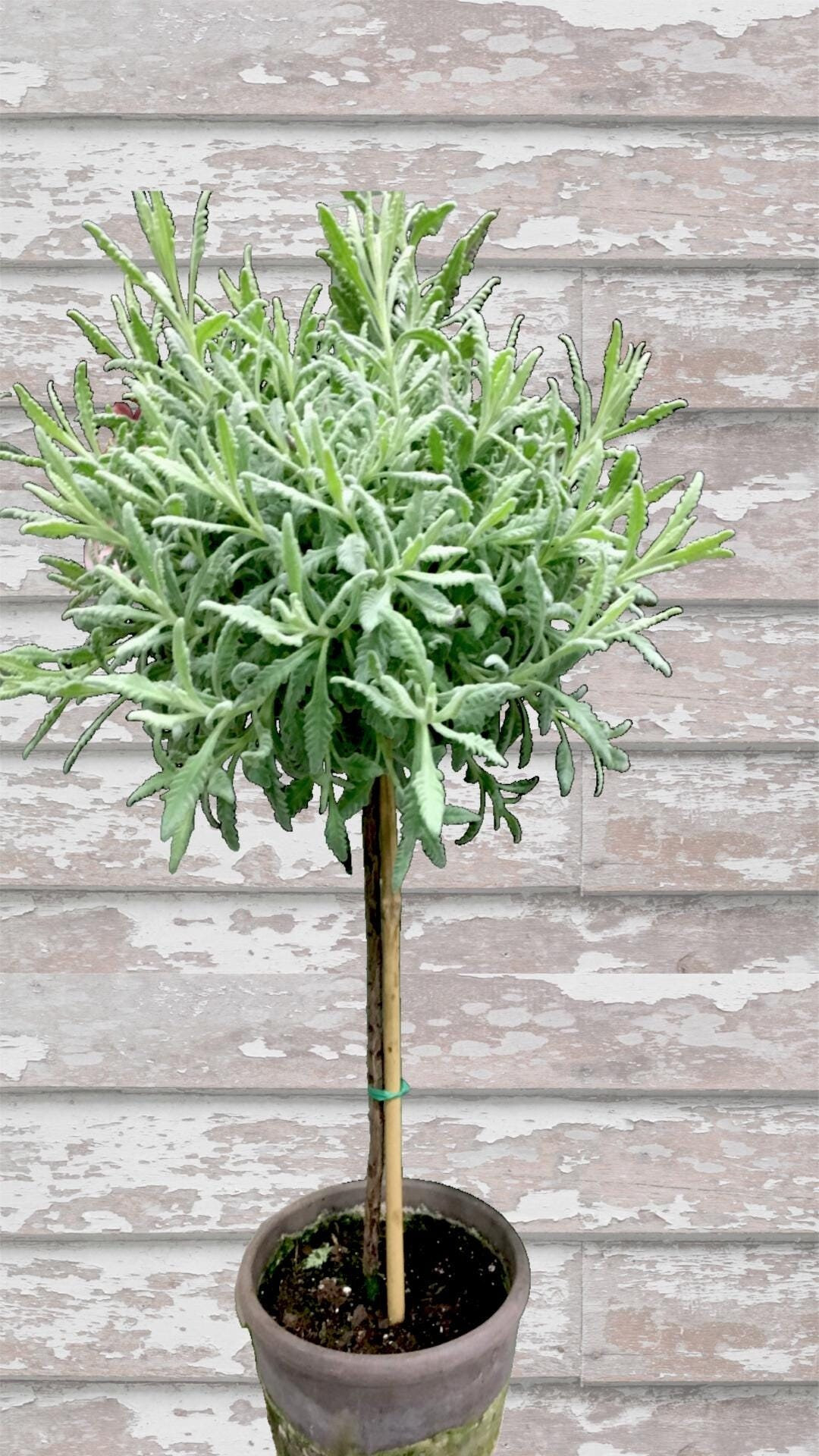 Live Plants-goodwin Creek Lavender Tiny Topiary - Etsy | Etsy (US)