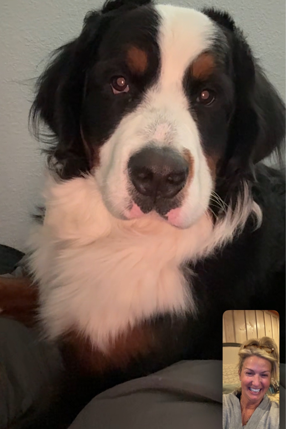 Do you need to protect your furniture from your pets? Here are 2 options: a bed for your dog to lay on so that it does not get on your Furniture or a cover to protect your couch! #doglover #fyp #dog

#LTKMostLoved #LTKHome #LTKFamily