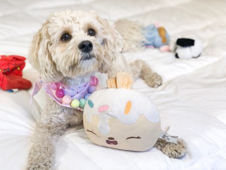 All the cutest themed dog toys from the monthly subscription box, Barkbox! 🐾 Shop my bandana at zigphieandco.com and my necklace at agirlsyorkie.com ✨


#dogtoy #dogaccessories #dogsupplies #ltkdog 

#LTKfamily #LTKSeasonal