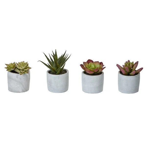 4 Piece Desktop Succulent Plant in Pot Set | Wayfair North America