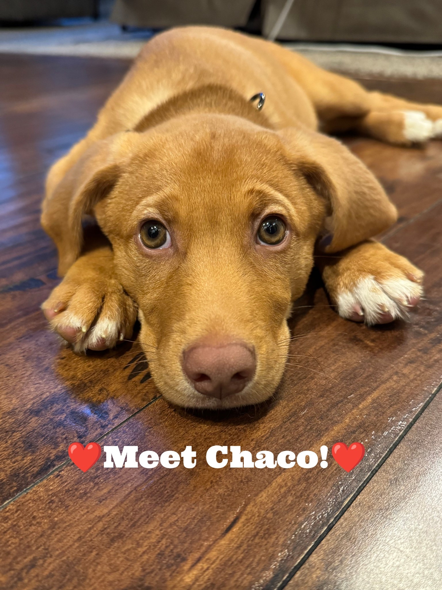 Here are some of our favorite puppy supplies! 

#dog #puppy #pets


#LTKmomlife 

#LTKHome #LTKKids