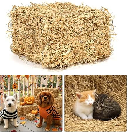 Decorative Straw Bale, 7.9 x 7.9 x 7.5in, 1 LB Natural Wheat Straw for Fall | Halloween and Thank... | Amazon (US)