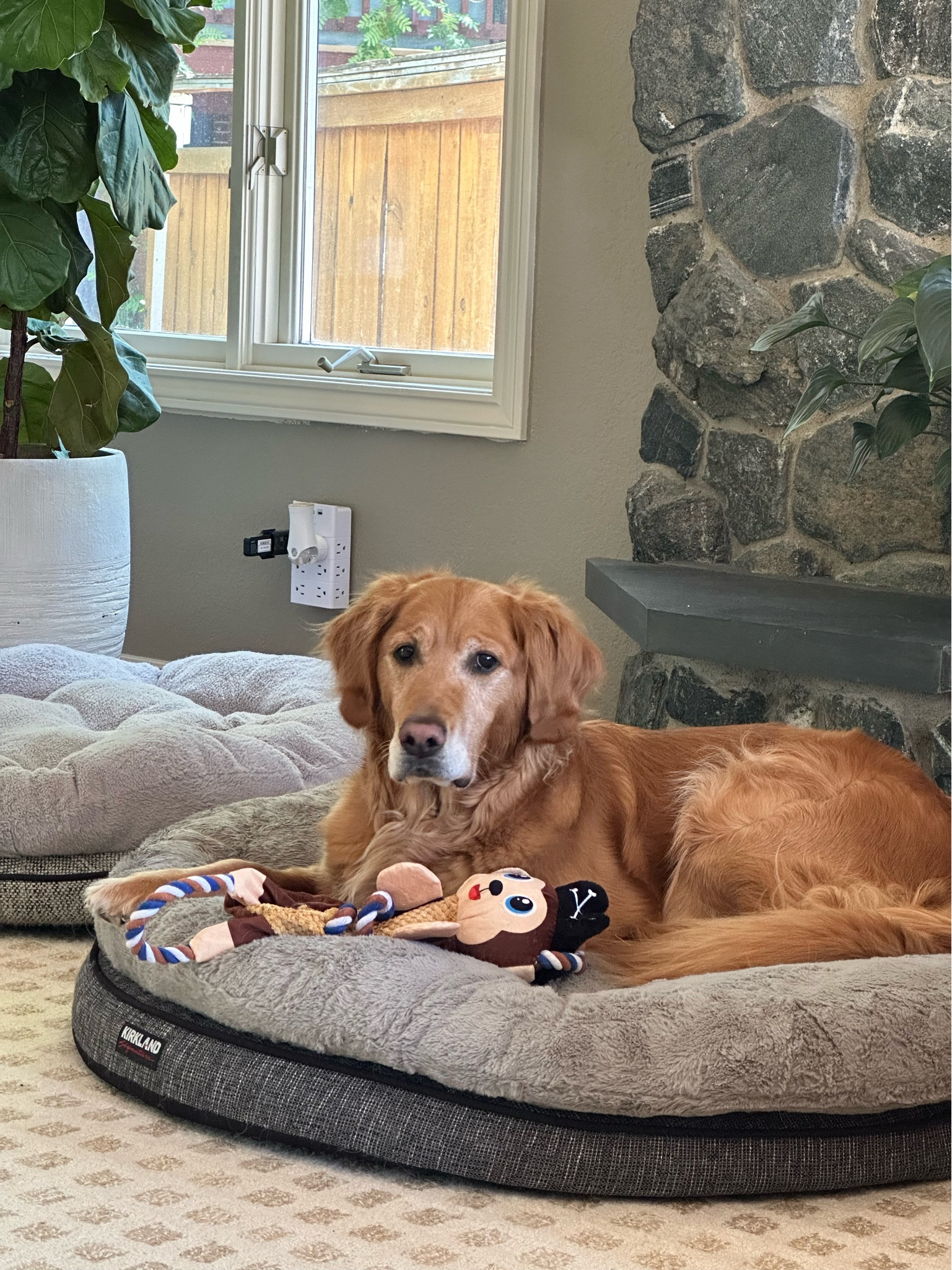 Last day to score those deals at Amazon! Don’t forget about your fur babies tonight. Murphy and Finn’s beds are from Costco, and I linked similar Amazon finds on deep discount! Plus some great tools I use regularly 🐶#LTKxPrimeDay

#LTKhome