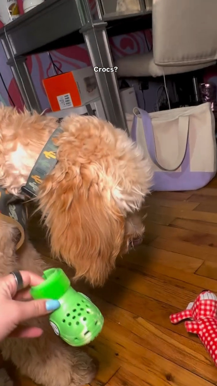 Probably the biggest disappointment I’ve felt to this date 😭🐶 

#girls #crocs #dog #puppy #puppystagram #dogsofinsta