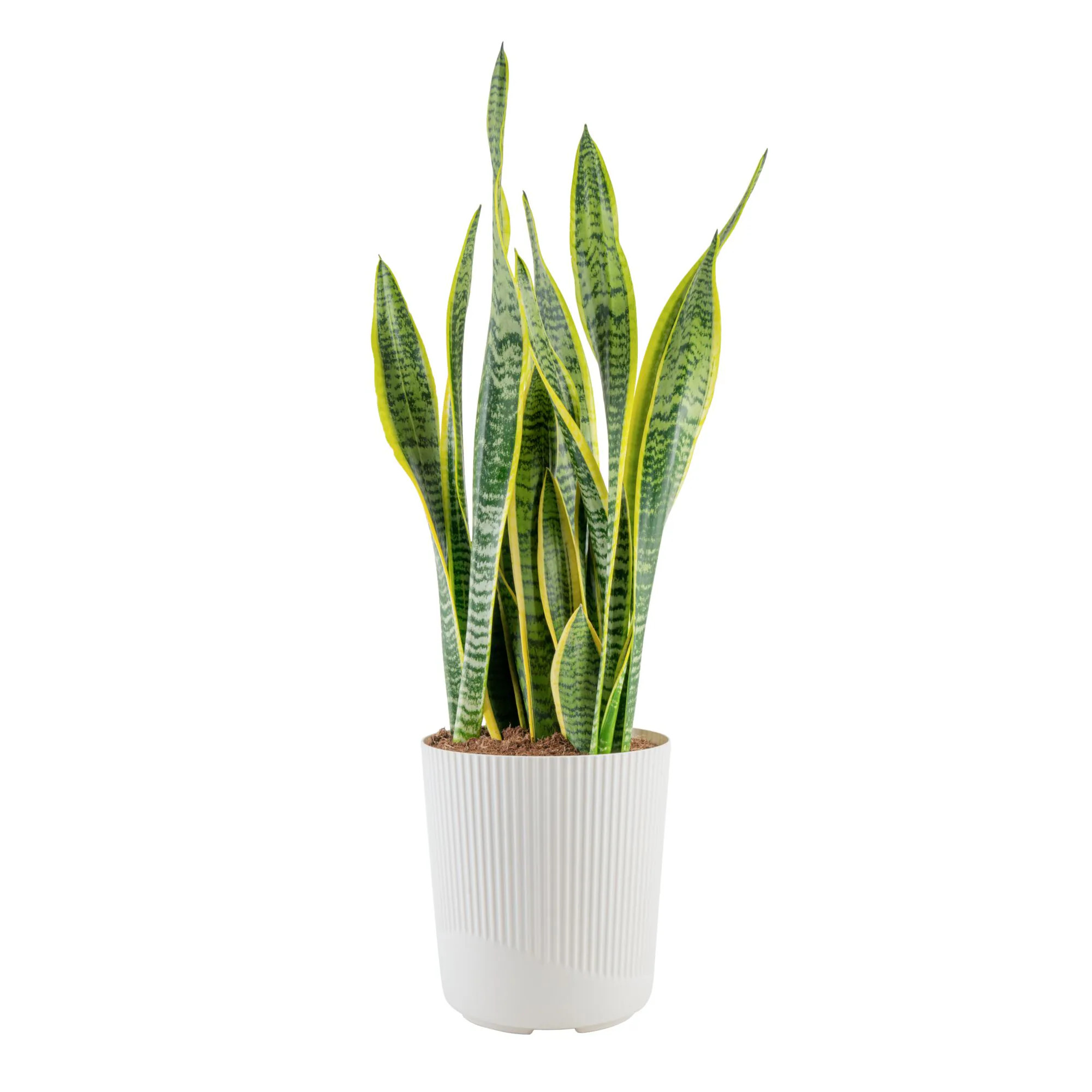 Costa Farms Sansevieria Laurentii, Snake plant House plant in 10 Inch(es) Planter 1 -Pack one_size | L-SLV-S-BEI-01-LW | Lowe's