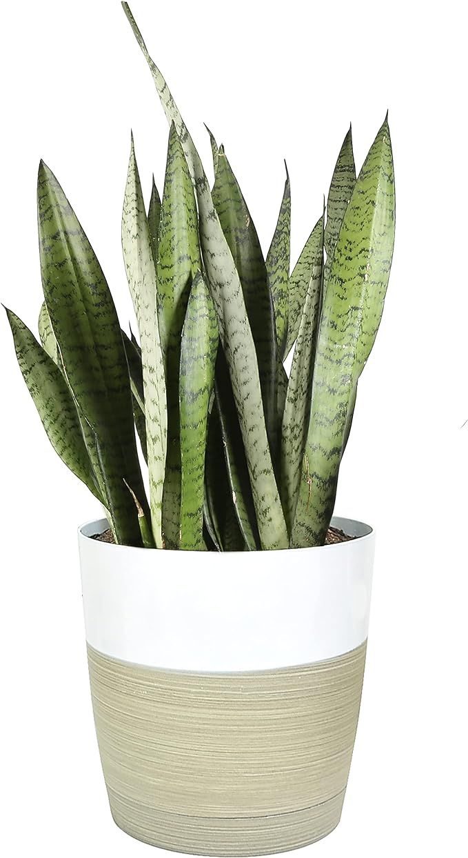 Costa Farms Premium Live Indoor Snake Sansevieria Floor Plant Shipped in Décor Planter, 2-Feet T... | Amazon (US)