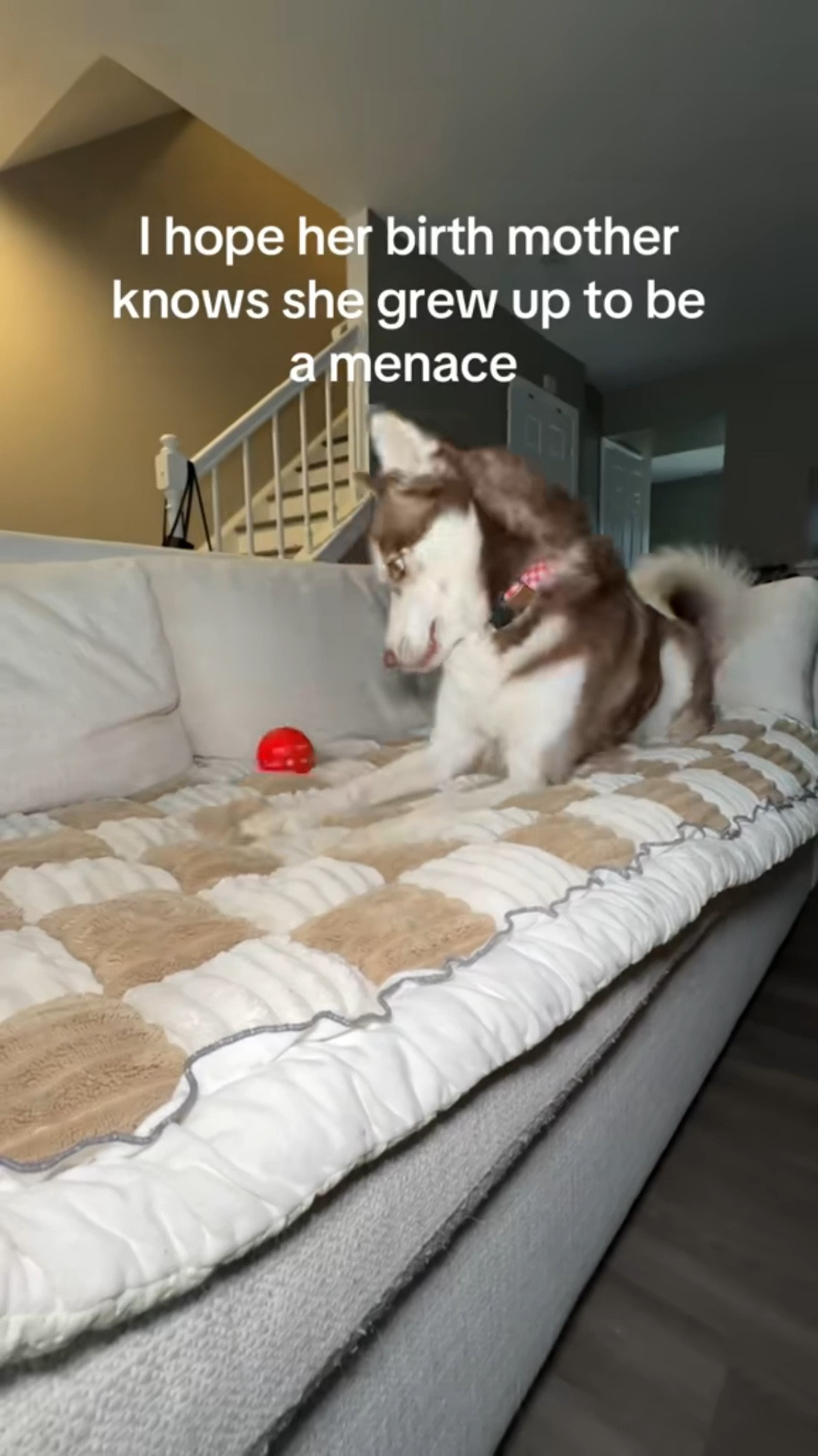 At least she’s easily entertained 

#LTKmorningroutine #LTKGiftGuide #LTKdayinmylife