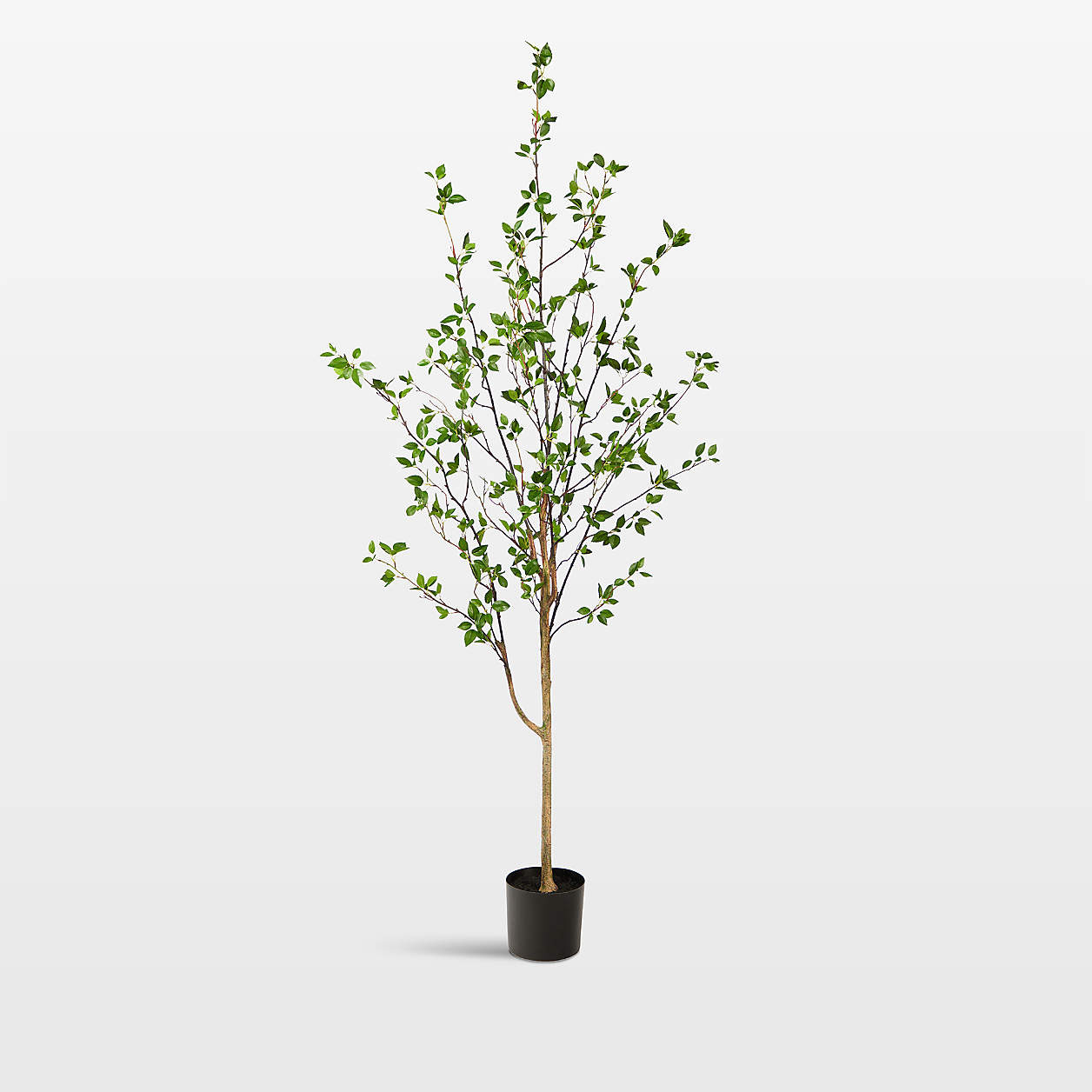 Faux Minimalist Citrus Tree 6.5' + Reviews | Crate & Barrel | Crate & Barrel
