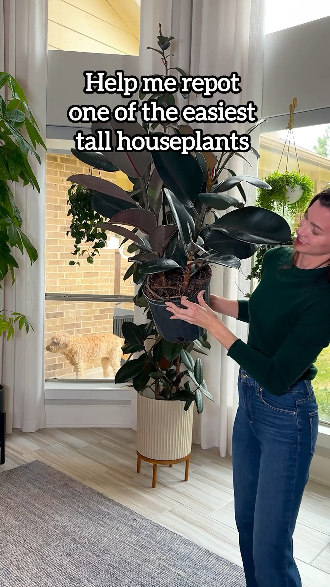 Rubber Trees are one of the easiest tall houseplants to care for. They handle different light, recover fast, and thrive with a simple repot.

When I repot mine, I focus on:
• giving roots more space
• using well draining soil
• adding support while it settles

I finish with @solsoils Repot Recovery to reduce transplant stress and support strong root growth.

rubber tree repotting | tall houseplant care | plant repot tutorial | transplant shock prevention | ficus elastica care

#rubbertree #ficuselastica #repottingplants #plantcaretips #houseplants #plantlover #indoorgardening #repottutorial

#LTKdayinmylife #LTKOver40 #LTKHome