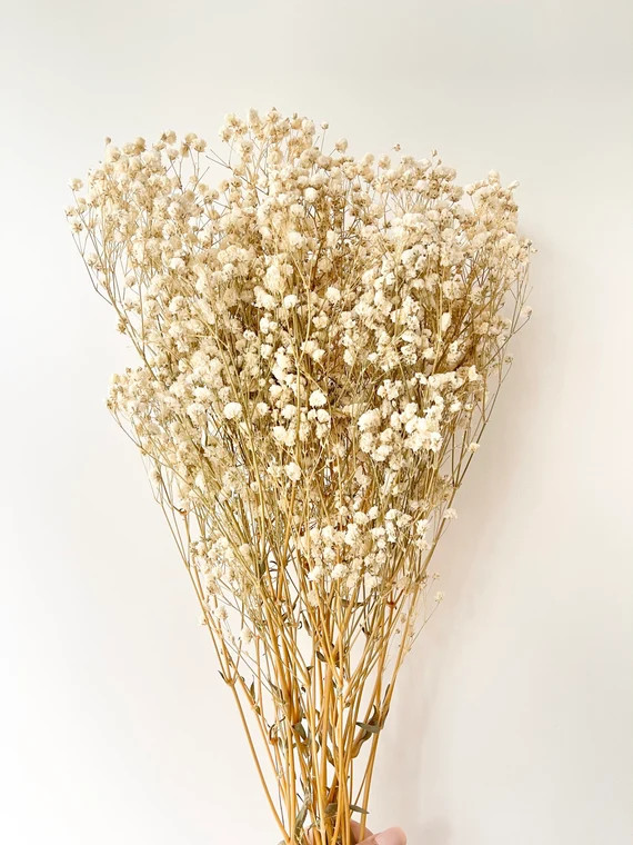 Preserved Natural BABY BREATHS Gypsophila Flower Stems  Dried | Etsy | Etsy (US)